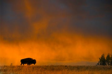 bison with sunset sky