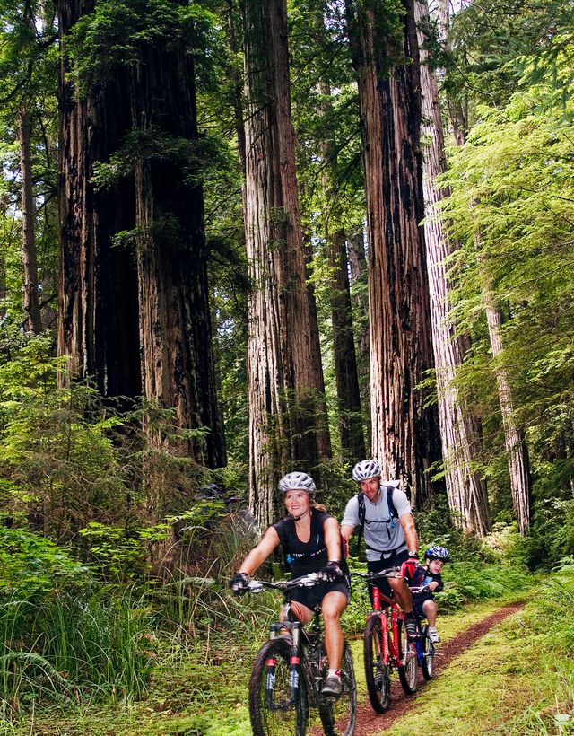 Cycle sport, Cycling, Vehicle, Bicycle, Mountain biking, Outdoor recreation, Mountain bike racing, Mountain bike, Cross-country cycling, Tree, 