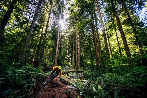 Tree, Forest, Old-growth forest, Natural environment, Nature, Vegetation, Mountain biking, Valdivian temperate rain forest, Jungle, Northern hardwood forest, 