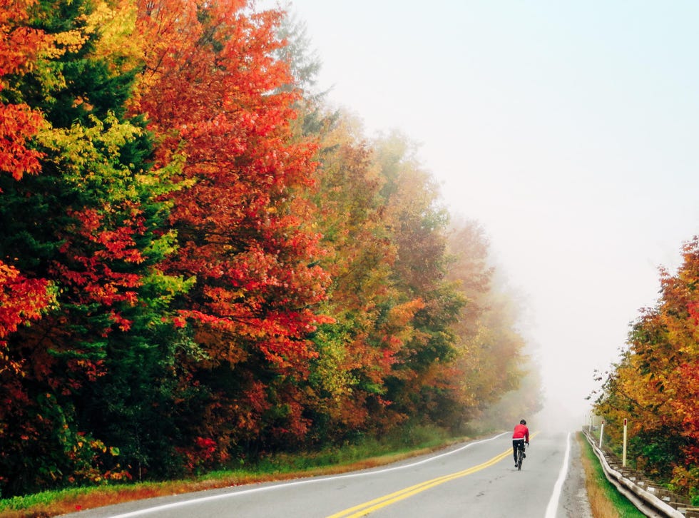 Tree, Leaf, Nature, Autumn, Red, Natural landscape, Atmospheric phenomenon, Road, Sky, Deciduous, 