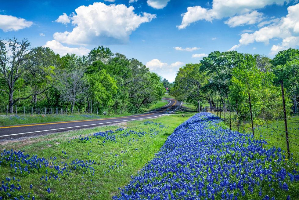 t0re5c texas country roads with bluebonnets