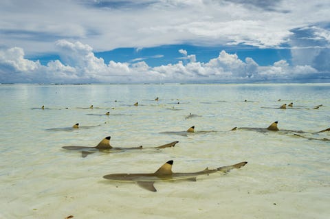 ZwartpuntrifhaaiAldabraatol Seychellen
