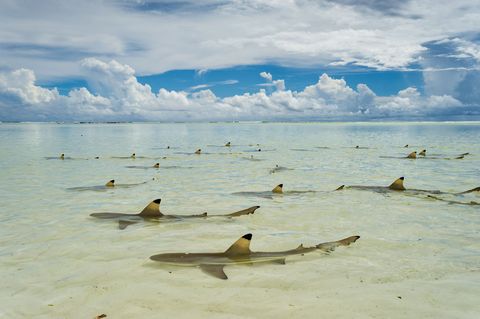Atol Aldabra Seychellen