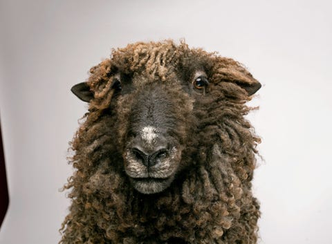 Uit onderzoek is gebleken dat schapen elkaar kunnen herkennen en schapengezichten kunnen onthouden