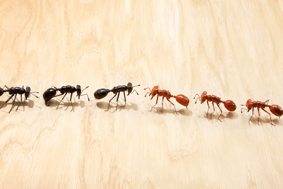 black and red ants meeting at center