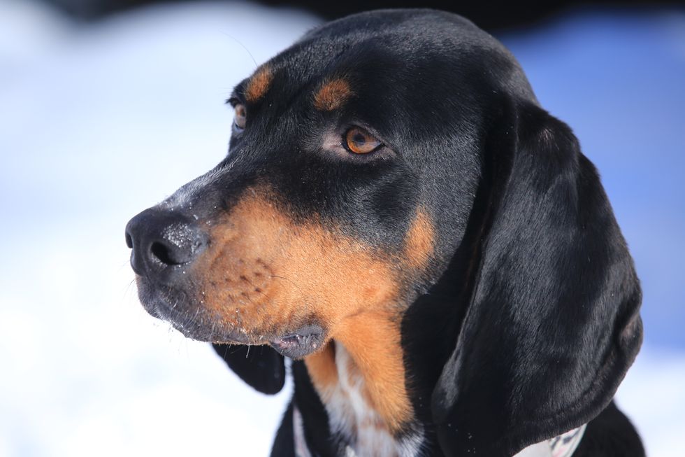 black and tan coon hound dog portrait