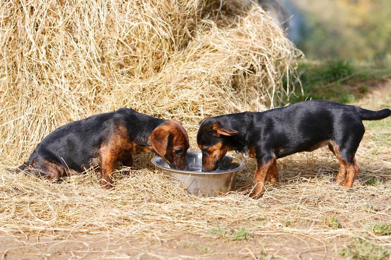 what dry dog foods are on recall