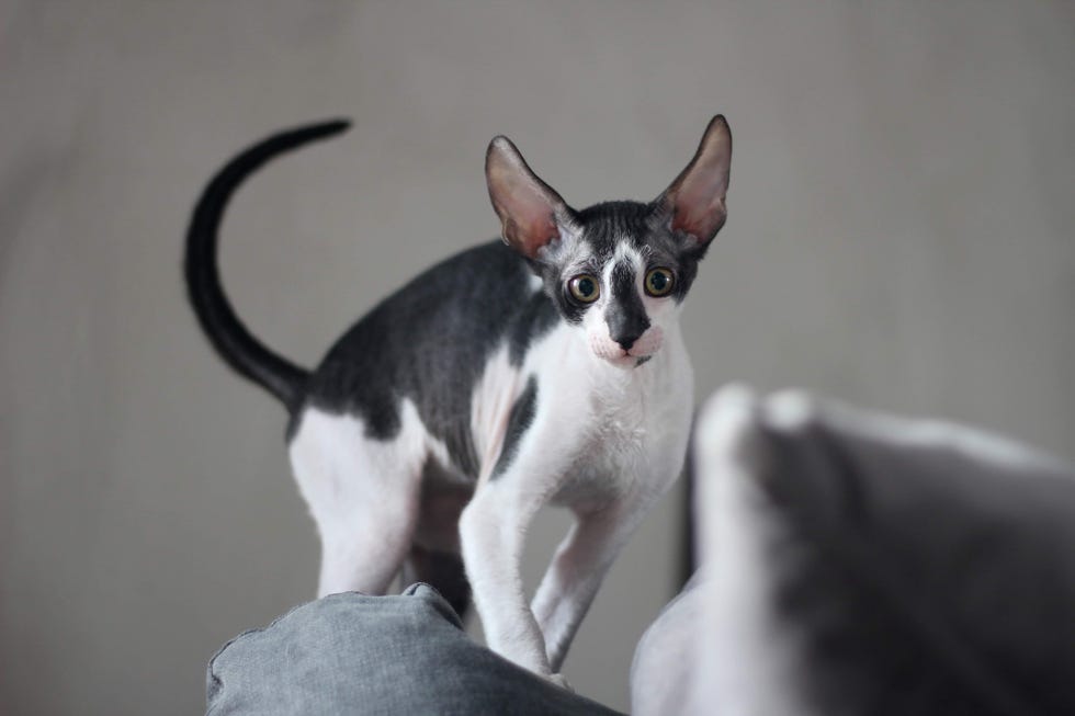 black and white shorthaired cornish rex cat with large ears and a long tail standing on the black of a gray couch