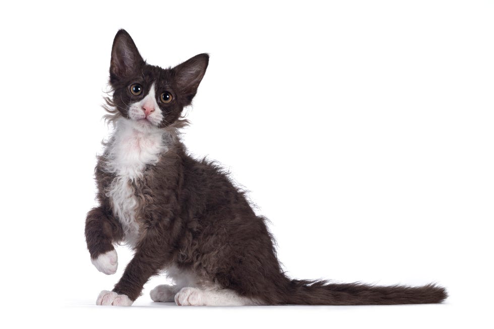 adorable black with white laperm cat, sitting up side ways with paw playful in air looking towards camera isolated on white background