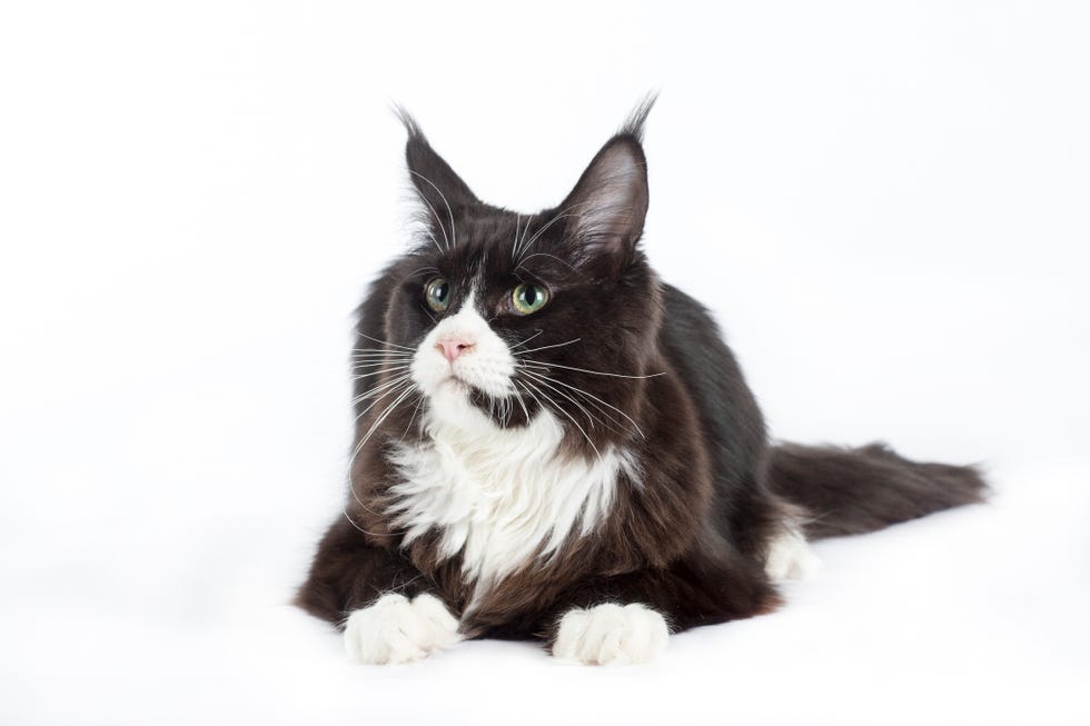 black scottish fold kitten with white chin, chest and paw, sitting on sofa