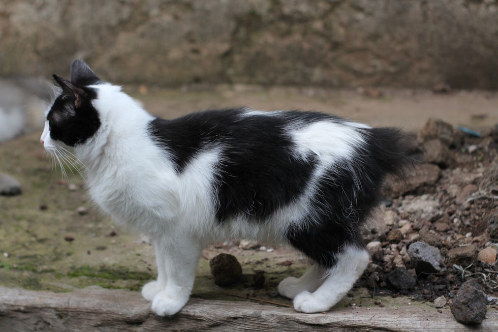 standing black and white patterned manx cat without a tail seen from the side, outside