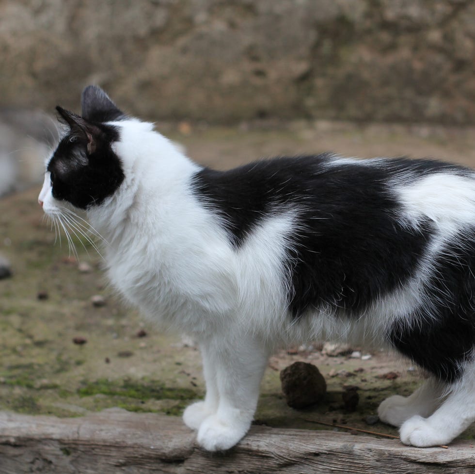 Black and White Cat Tail Black and White Cat Tail