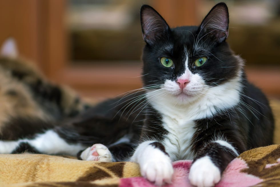 a black and white moggie cat with bright green eyes lounging on a blanket