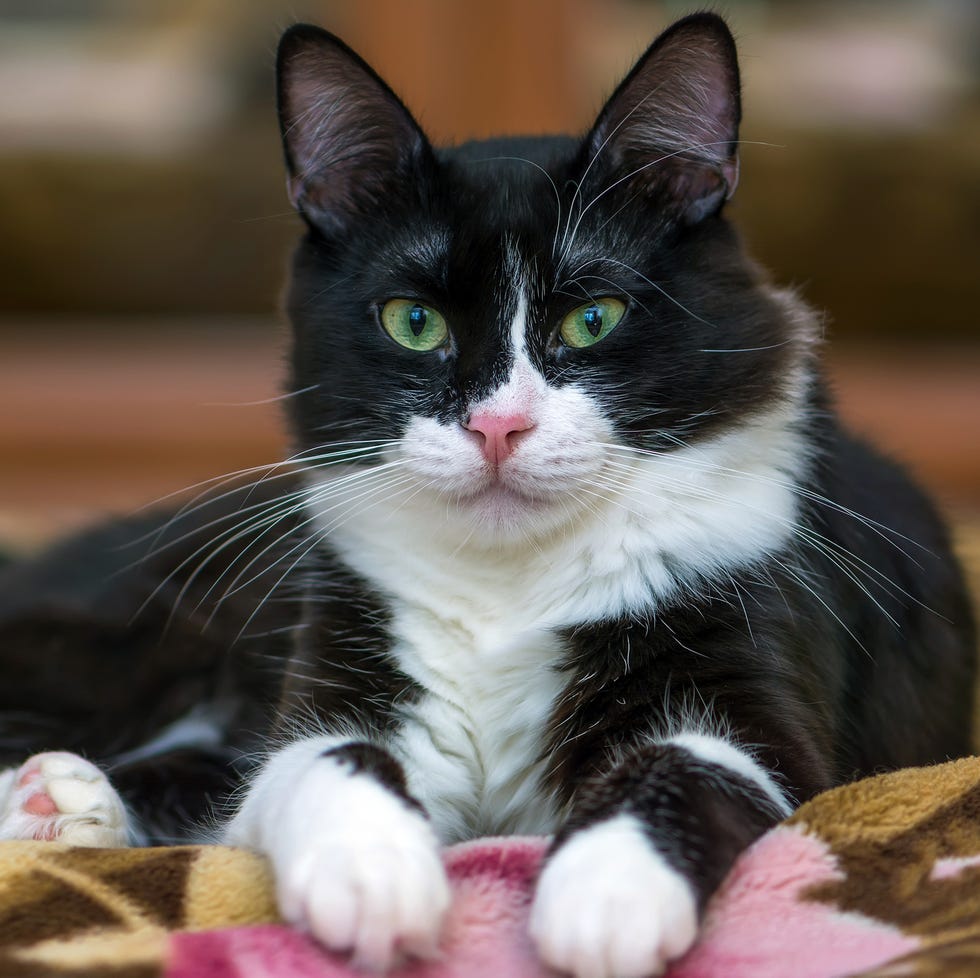 Cat Black & White Cat Black & White