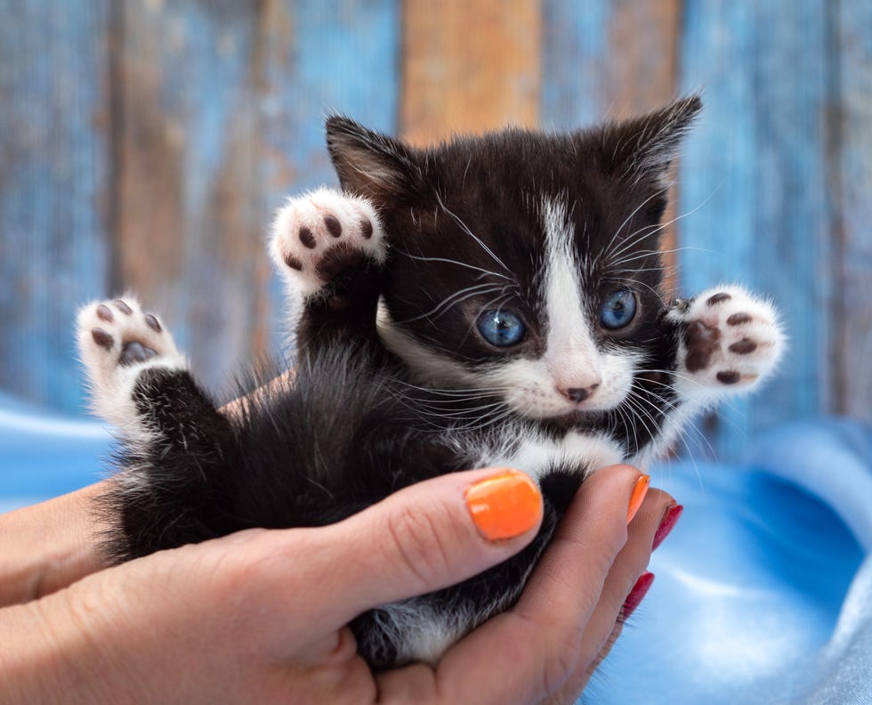 small black and white munchkin kitten with blue eyes and short legs lays in woman's hands raising his paws up