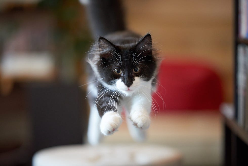 young black and white norwegian forest cat jumping toward camera off a stool with front legs extended