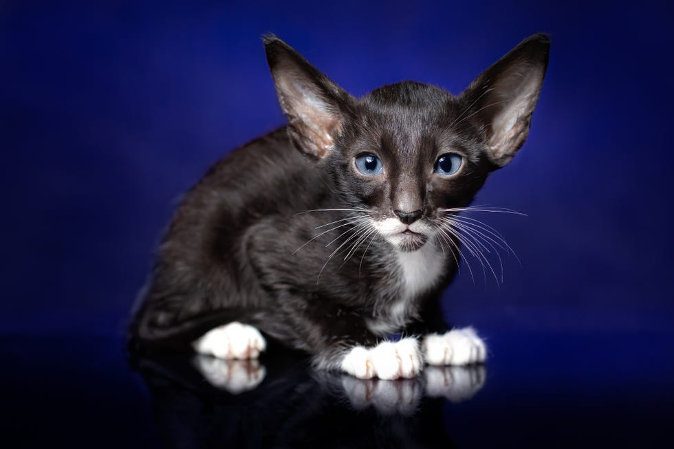 black and white oriental shorthair cat with blue eyes, large ears and white paws sitting against dark blue background and looking at the camera