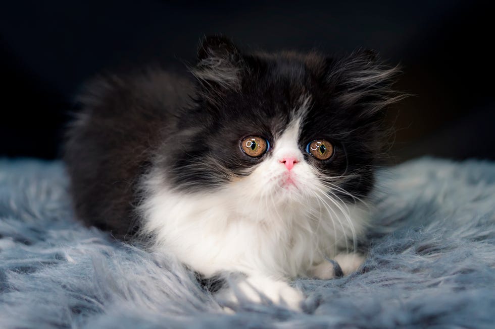 portrait of longhaired fluffy black and white persian kitten sitting on gray carpet, against black background and looking at the camera