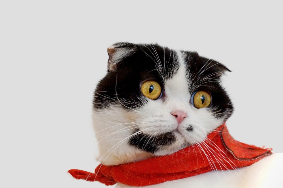 portrait of black and white scottish fold cat with ears folded down, yelloweyes and a red scarf tied around the neck