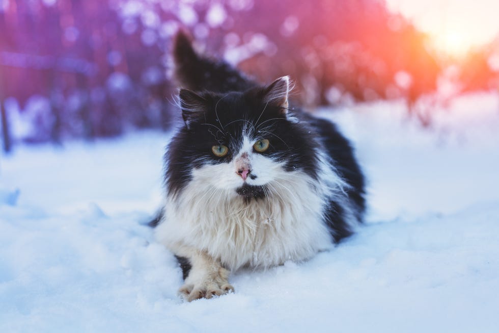 black and white long haired siberian cat laying in the snow, facing the camera