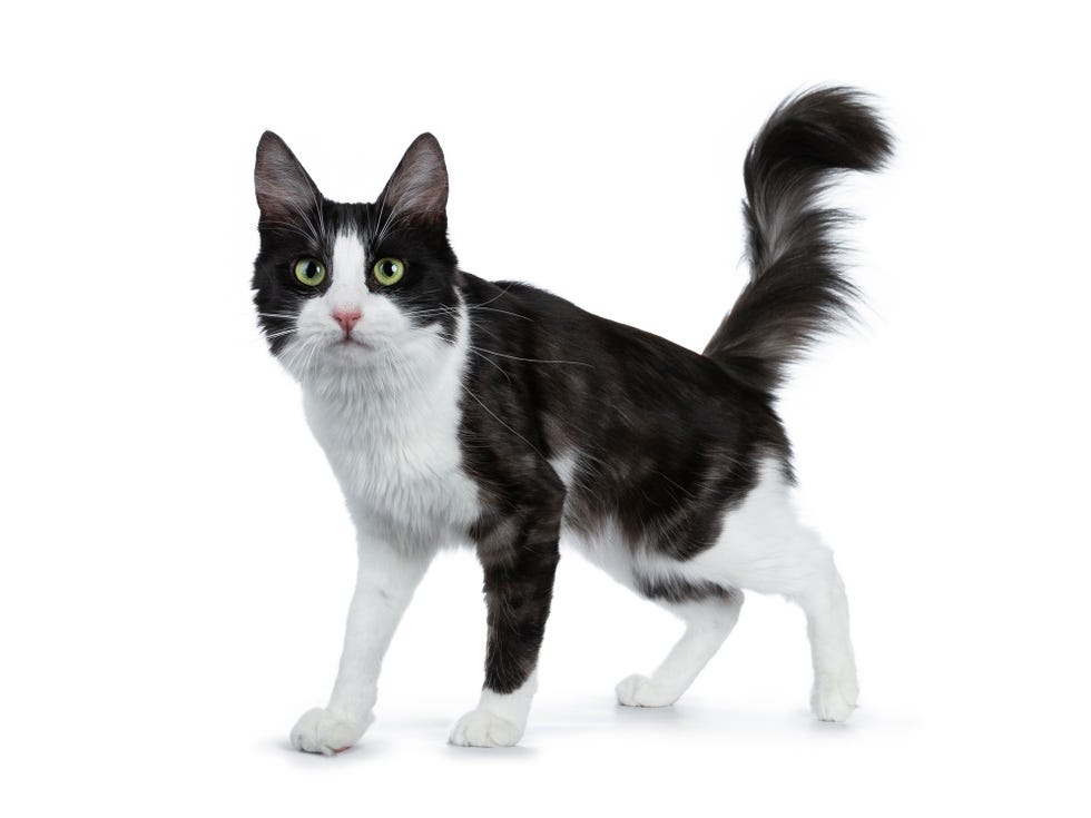 black with white turkish angora cat standing sideways on white background with long haired tail in the air