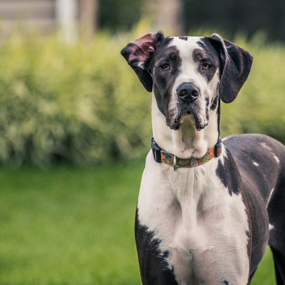 10 Giant Dog Breeds That Make Great Pets