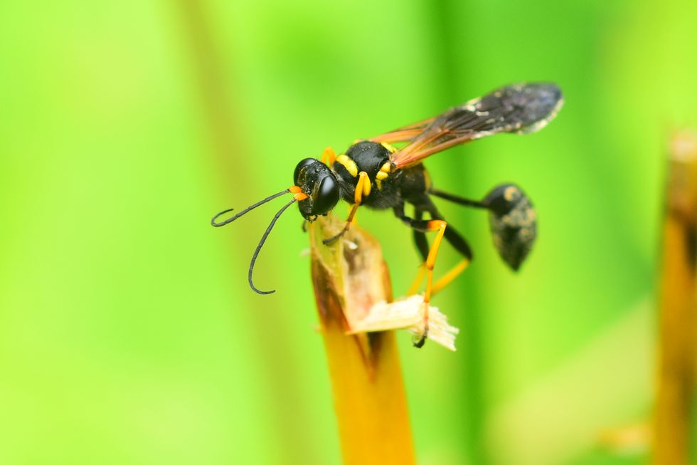 black and yellow mud dauber wasp