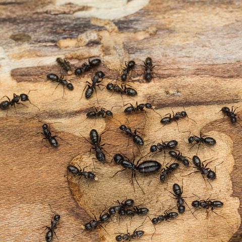 black ant colony with queen
