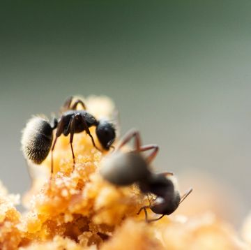 how to get rid of sugar ants, black ants eating brown sugar outdoors
