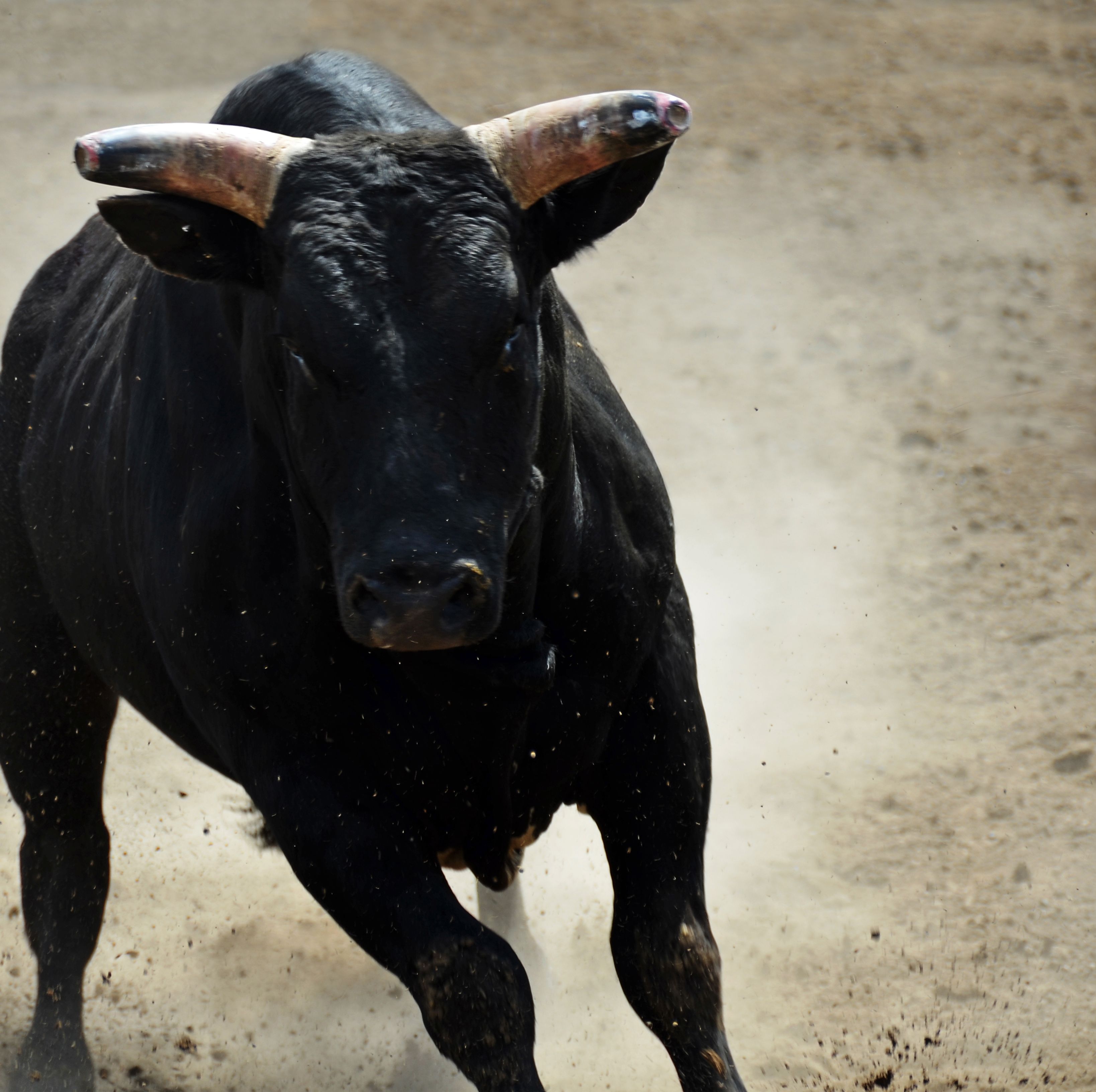bulls animals charging