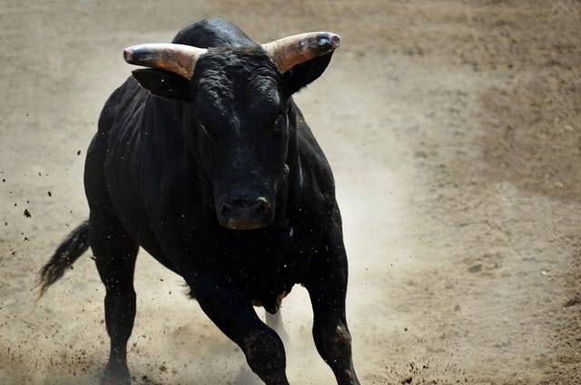 black bull