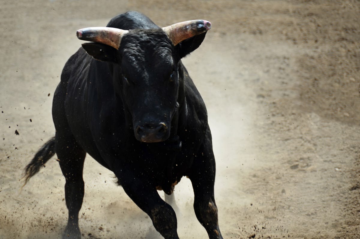 Runner Attacked By Cow on Maine Trail