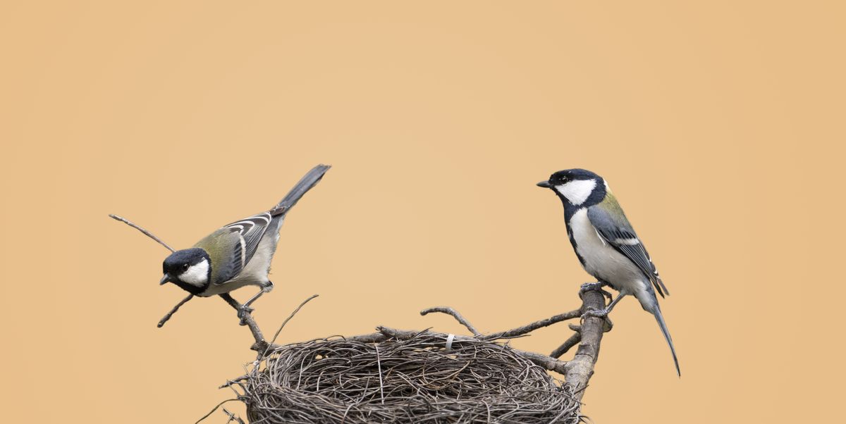 Experiments hint at why bird nests are so sturdy