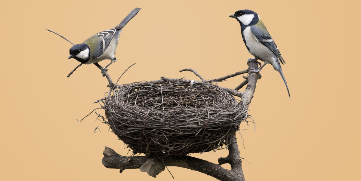 Why the Humble Bird Nest Is an Engineering Marvel