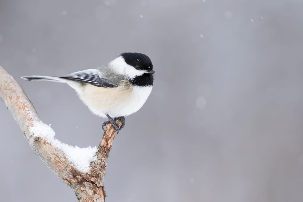 Black-capped Chickadee, Poecile Atricapillus