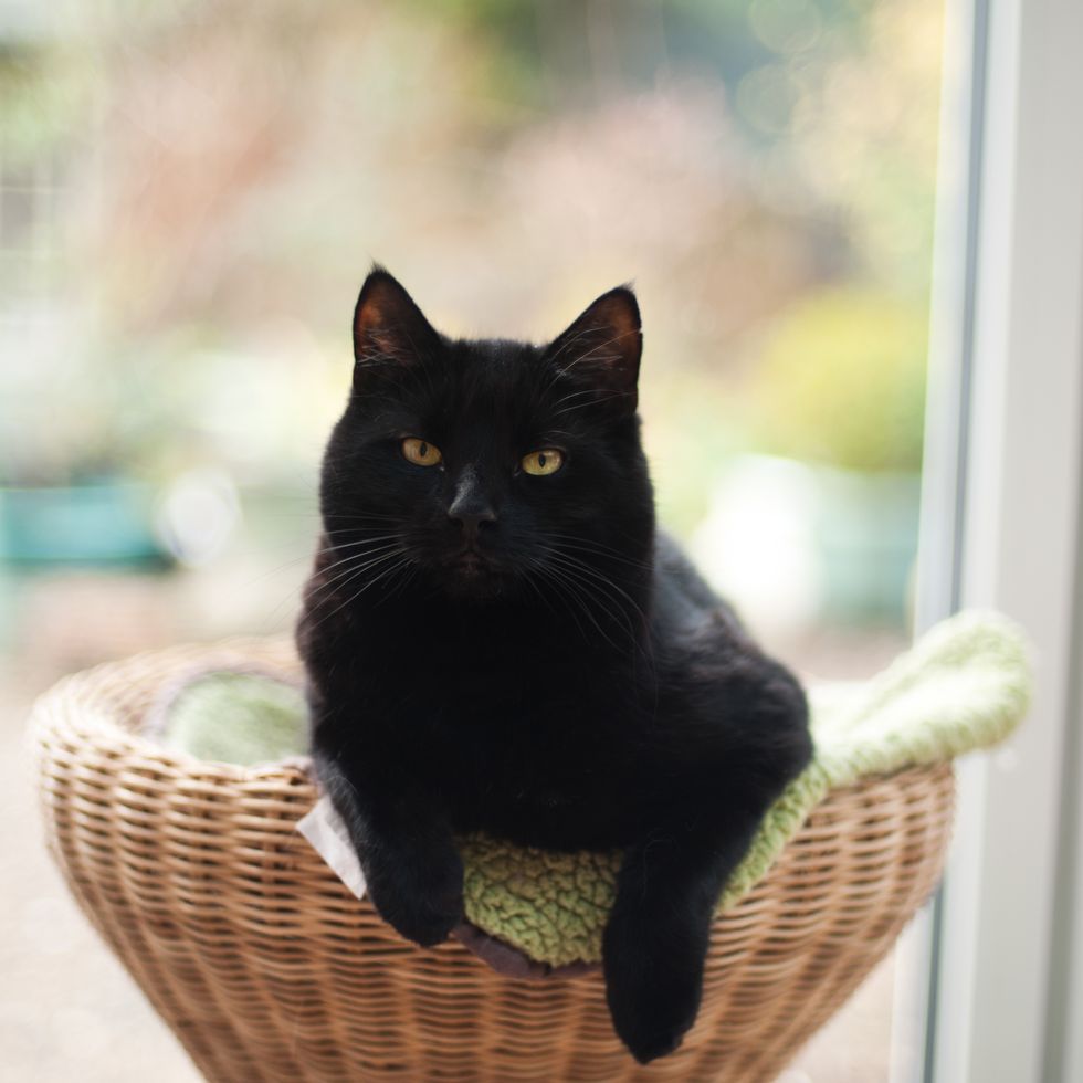 a black cat resting in a wicker cat bed he is looking towards the camera