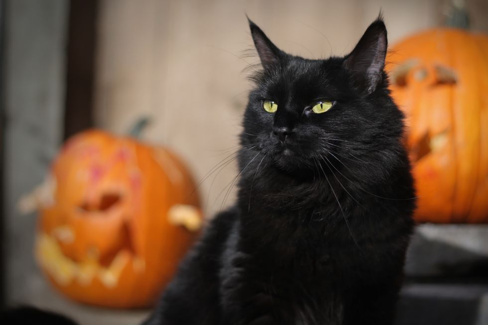 black cat at halloween with carved pumpkins