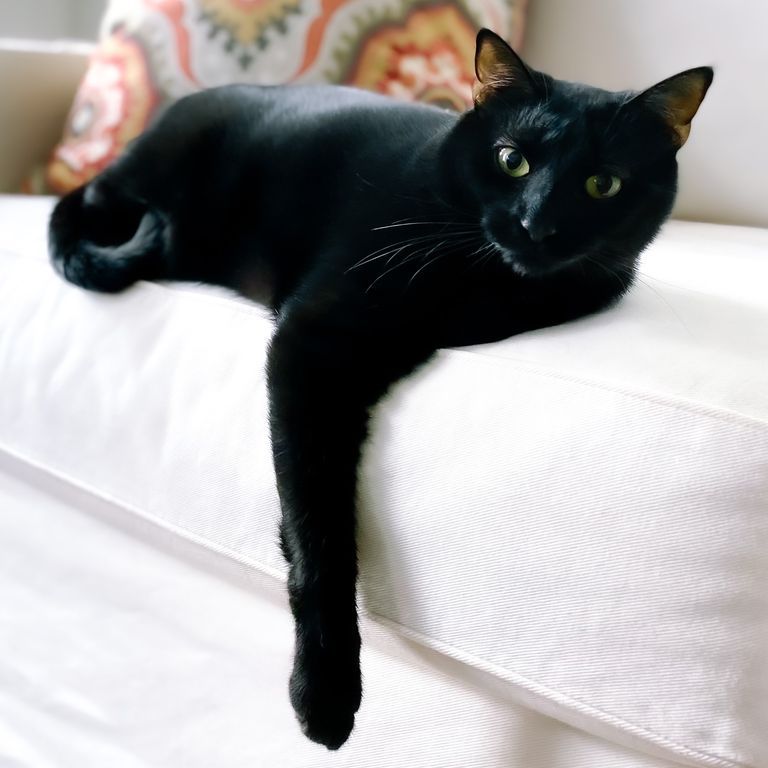 20 Black Cat Breeds — Long-haired, Fluffy, Shorthair - Parade Pets