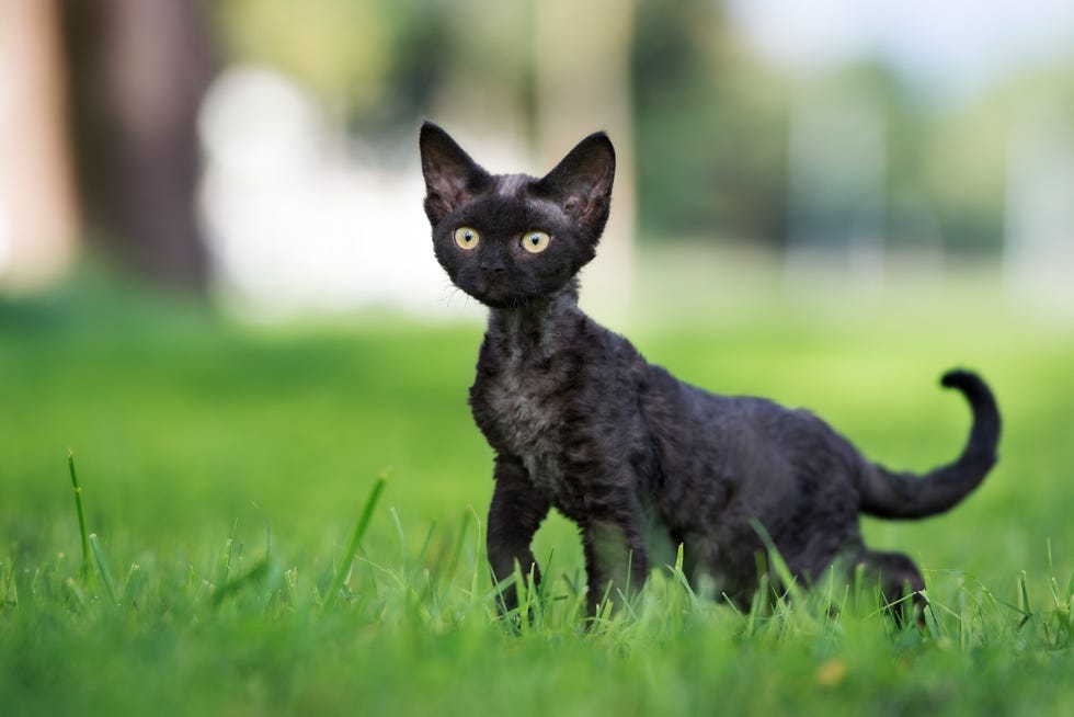 black cat breeds - devon rex