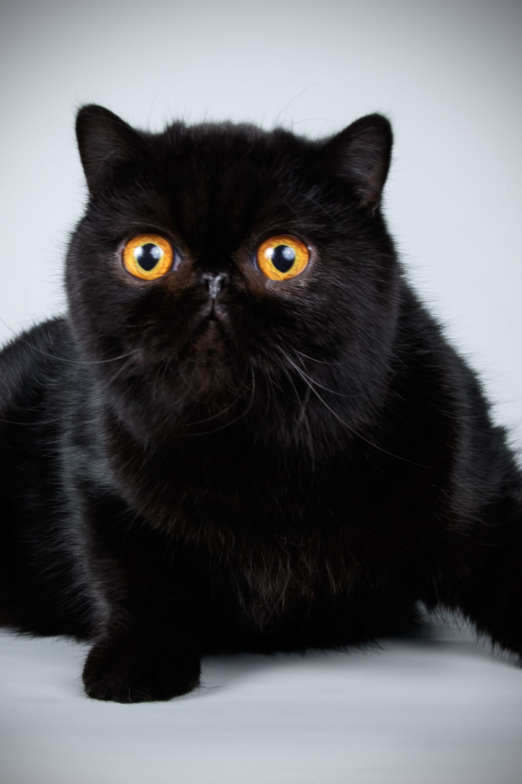 Different black hot sale cat breeds