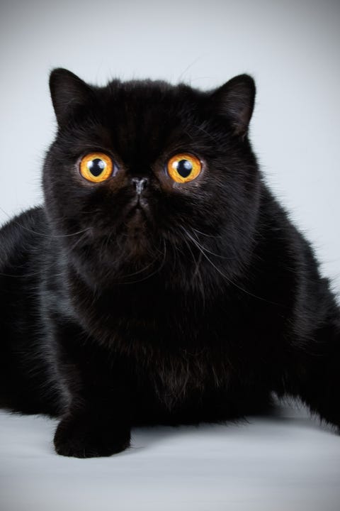 22 Beautiful Black Cat Breeds - Unique Types of Black Cats