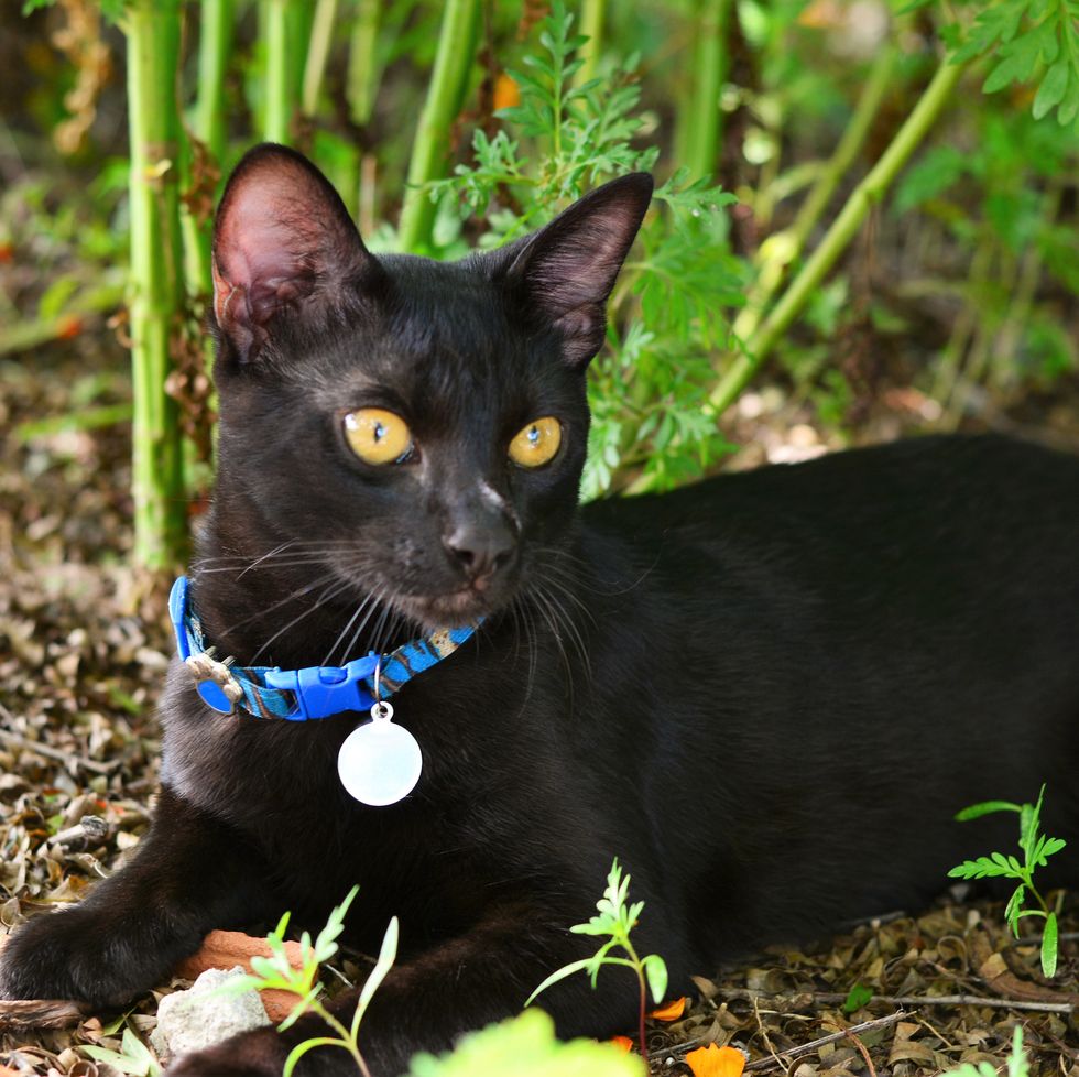 20 Black Cat Breeds