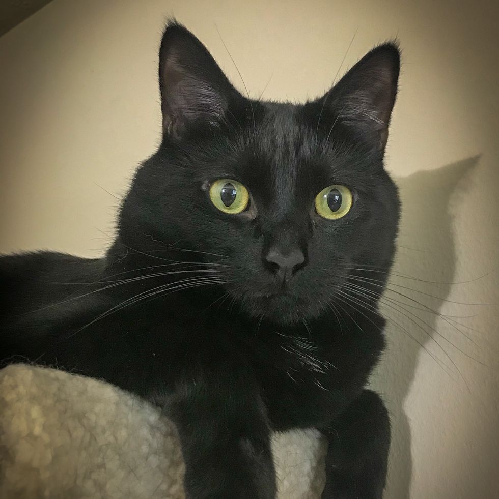 22 Beautiful Black Cat Breeds - Unique Types Of Black Cats