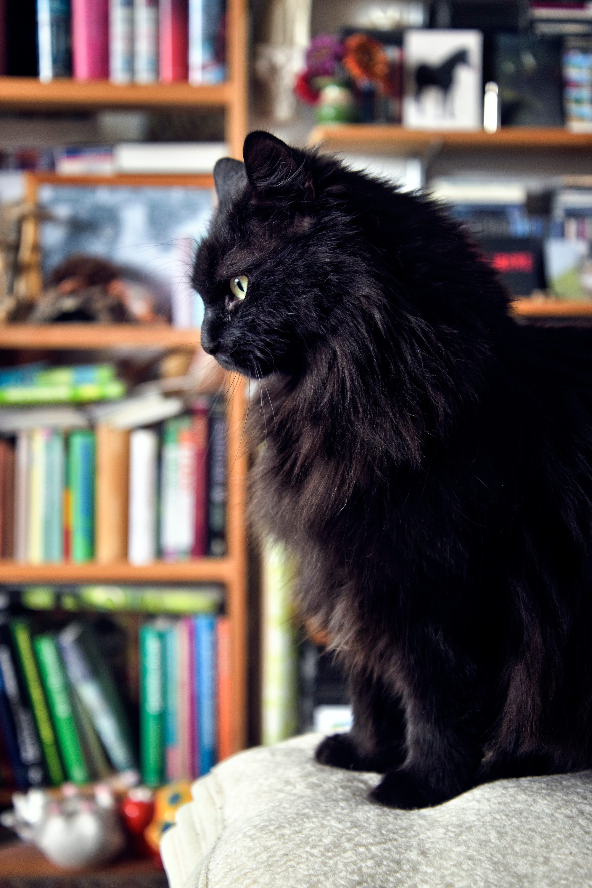 Black Fluffy Cats
