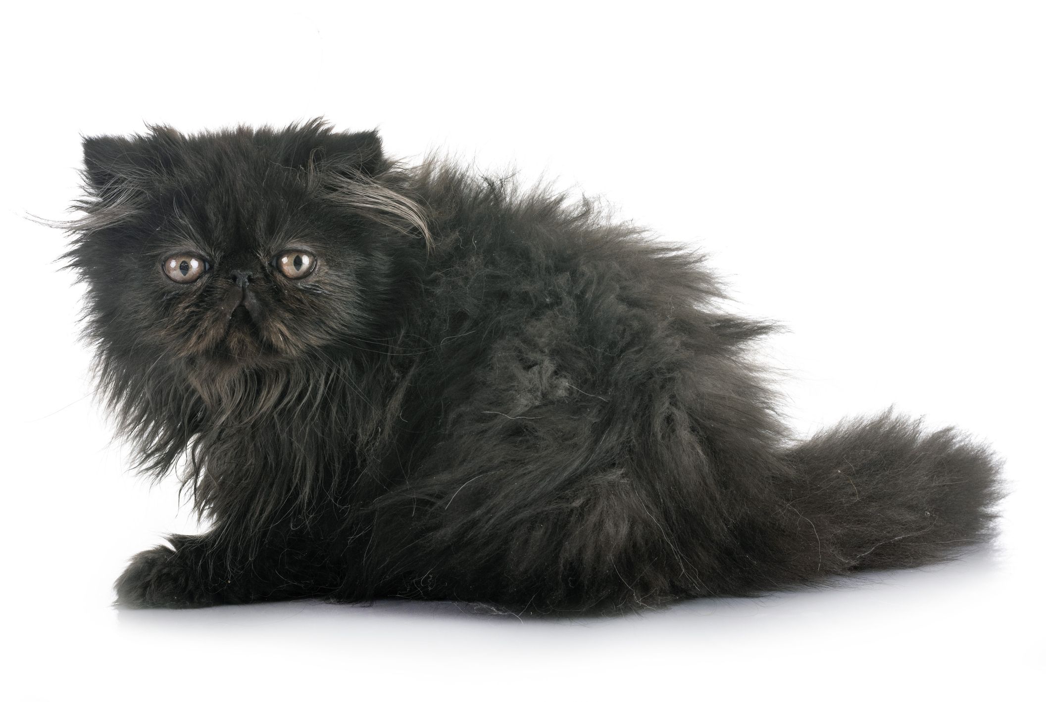 Black Cat Breeds: 11 Breeds With Gorgeous Dark Coats