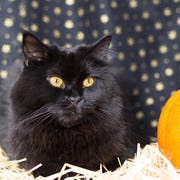 black cat halloween black cat halloween