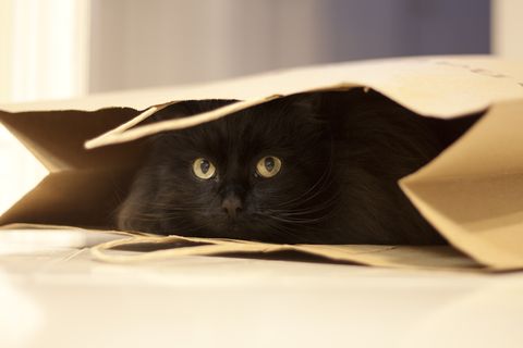 black cat hiding in a brown paper bag