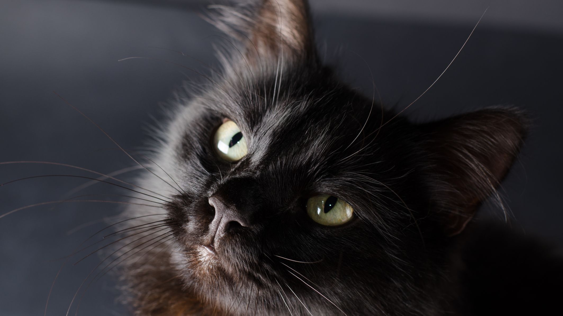 75 Unique Black Cat Names for Males and Females