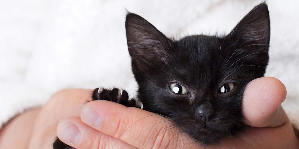 black cat names - food inspired cat names