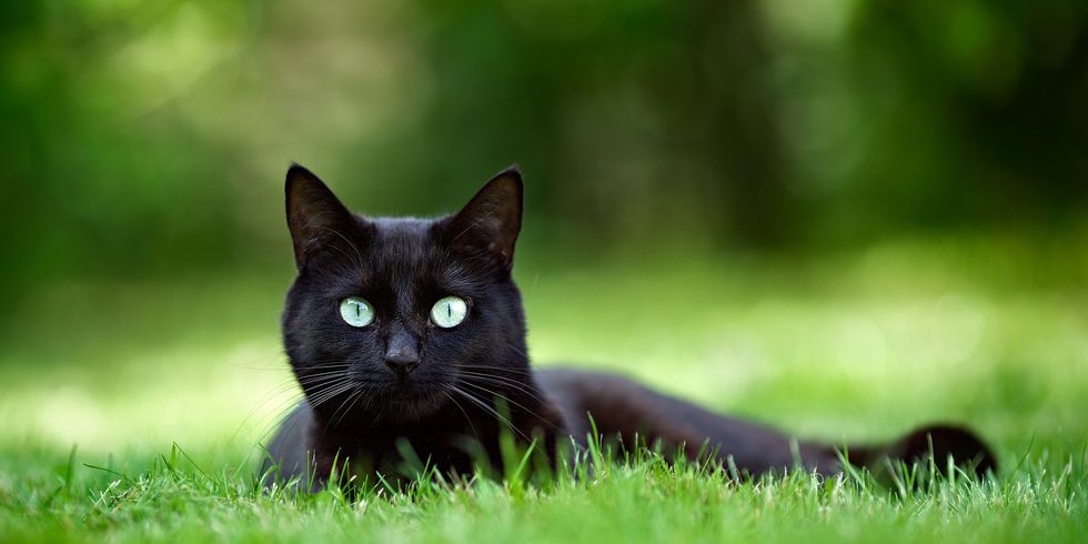 black cat names - popular cat names